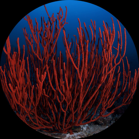 red_coral